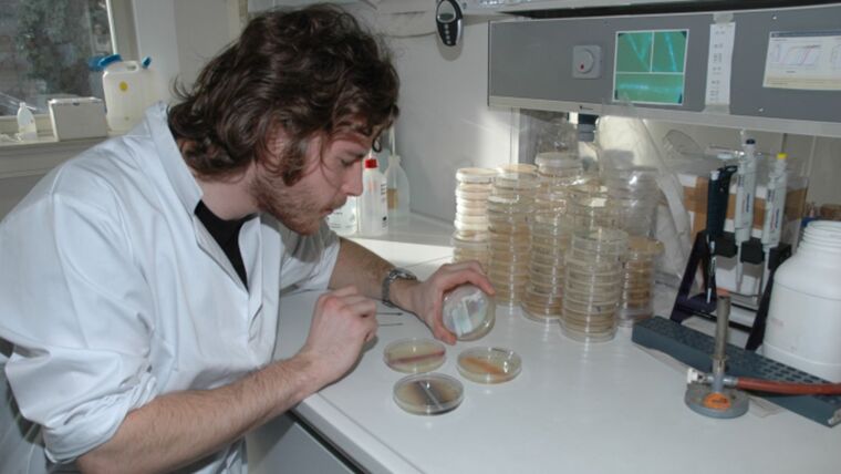 Evaluation of bacterial petri dish cultures.