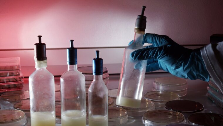 Bacterial cultures in Petri dishes and vaseline flasks. One is taken by a scientist.